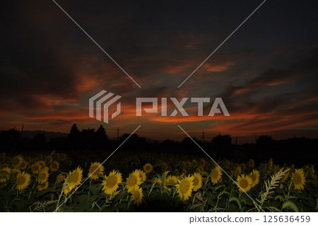 A midsummer sight near Zamazakai Bridge: Sunflower fields at dusk 4 A midsummer sight near Zamazakai Bridge: Sunflower fields at dusk 4 125636459