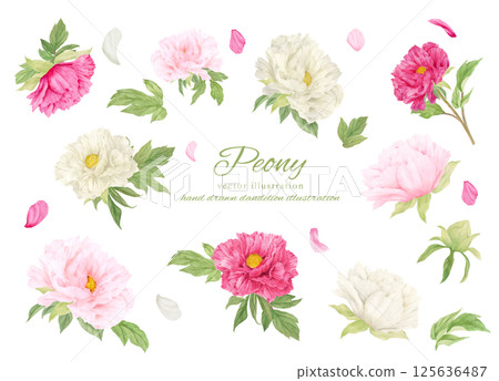 Watercolor pink peony flower cartoon material 125636487
