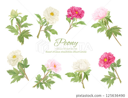 Watercolor pink peony flower cartoon material 125636490