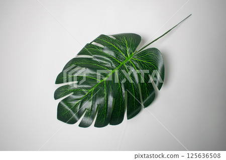 Monstera leaves wrapped on white background 125636508