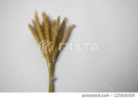 Oson oson flower with white background 125636509