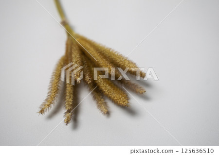 Oson oson flower with white background Oson oson flower with white background 125636510