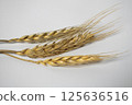 Wheat flowers on a white background 125636516