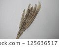 pampas grass on white background 125636517
