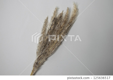 pampas grass on white background pampas grass on white background 125636517