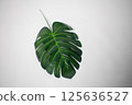 Monstera leaves wrapped on white background 125636527