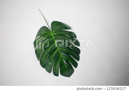Monstera leaves wrapped on white background 125636527