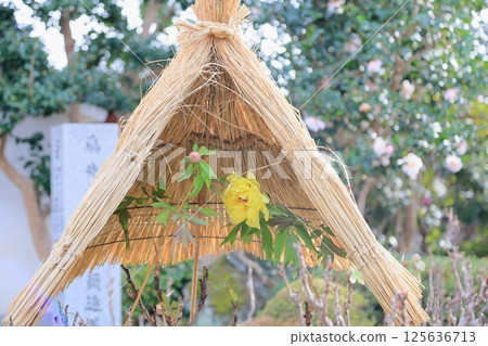 Yellow winter peony flower 125636713