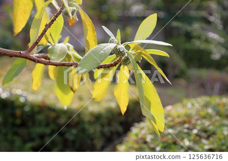 Flower bud of Mitsumata 125636716