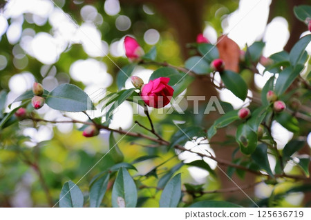 Flowers of Satake flowers Flowers of Satake flowers 125636719