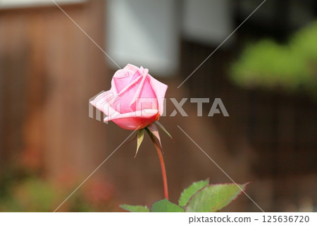 玫瑰在冬天 玫瑰在冬天 125636720