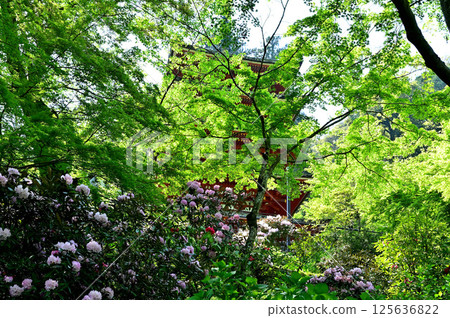 Hase temple five-storied pagoda 125636822