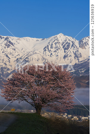 A single cherry tree in full bloom and snow on the Northern Alps A single cherry tree in full bloom and snow on the Northern Alps 125636919