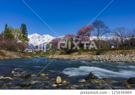 從白馬村大出町的吊橋上眺望盛開的櫻花和白馬三山 125636964