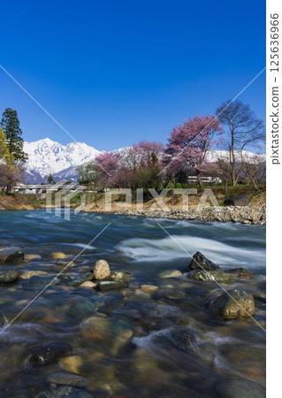 從白馬村大出町的吊橋上眺望盛開的櫻花和白馬三山 125636966