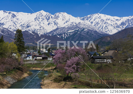 從白馬村大出町的吊橋上眺望盛開的櫻花和白馬三山 125636970