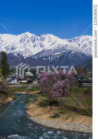 從白馬村大出町的吊橋上眺望盛開的櫻花和白馬三山 125636972