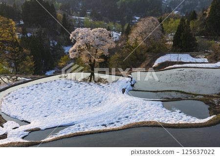 白雪皚皚的義美梯田和盛開的櫻花 125637022