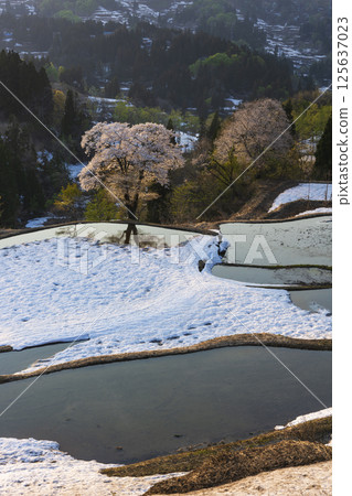 白雪皚皚的義美梯田和盛開的櫻花 白雪皚皚的義美梯田和盛開的櫻花 125637023