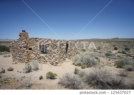 Joshua trees in the American desert 125637027
