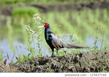 雉雞/日本 雉雞/日本 125637188