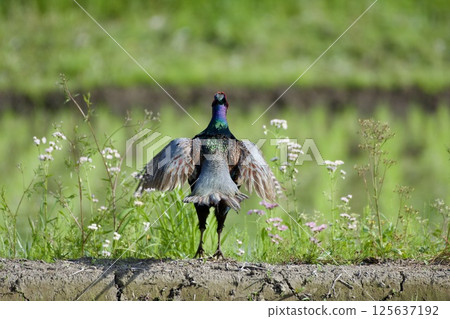 Pheasant pheasant / Japan Pheasant pheasant / Japan 125637192