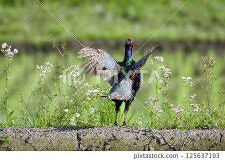 雉雞/日本 125637193