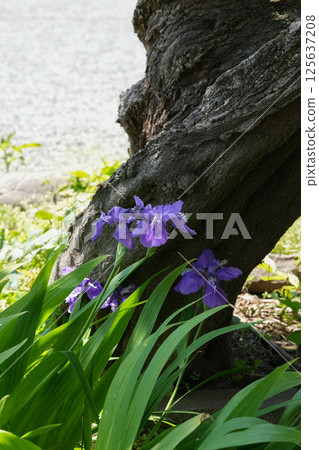 芝芝前花園 芝芝前花園 125637208