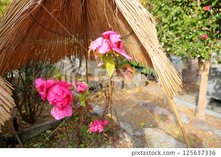 Cold peony flowers 125637336