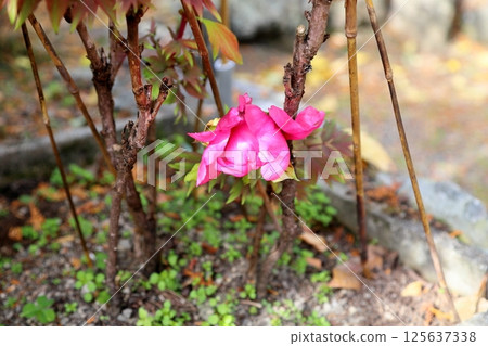 Cold peony flowers Cold peony flowers 125637338