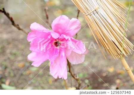 Cold peony flowers Cold peony flowers 125637340