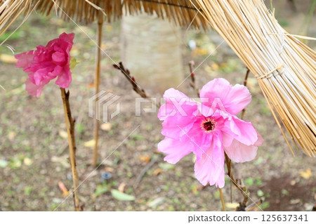 Cold peony flowers Cold peony flowers 125637341