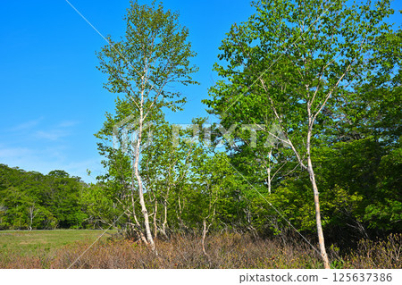 The Tashiro Marshland on the plateau, shining against the blue sky, beech forest, Okutone Water Source Forest, Minakami Town The Tashiro Marshland on the plateau, shining against the blue sky, beech forest, Okutone Water Source Forest, Minakami Town 125637386