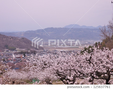 千曲市森區杏花盛開 千曲市森區杏花盛開 125637761