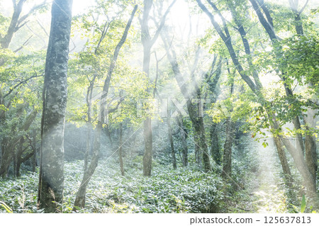 清晨的陽光透過奧大山的山毛櫸樹林 125637813