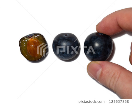 The fruit of Blackthorn. Type of plum genus. early fruit on a white background. The hand takes. Tart sour taste 125637868
