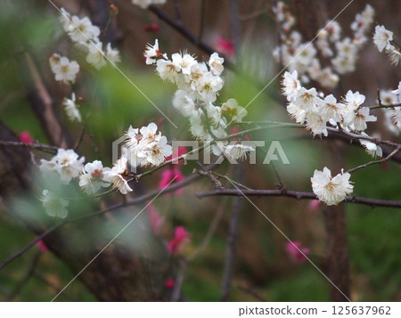 Red plum white plum Red plum white plum 125637962