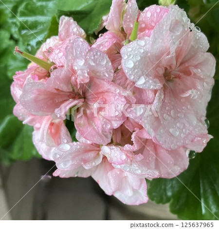 雨後的天竺葵 雨後的天竺葵 125637965