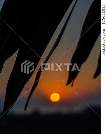 Sunset on the background of palm leaves. Leaf silhouettes. Beach of the Black Sea coast. Defocus. The concept of an evening at the resort. Beach on the sea and the sun. Sunset on the background of palm leaves. Leaf silhouettes. Beach of the Black Sea coast. Defocus. The concept of an evening at the resort. Beach on the sea and the sun. 125638032