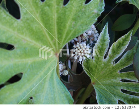 八角金盤:充滿活力的葉子和花朵 八角金盤:充滿活力的葉子和花朵 125638074