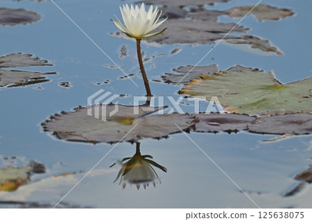 Lotus flowers reflected like a mirror on the surface of a pond Lotus flowers reflected like a mirror on the surface of a pond 125638075
