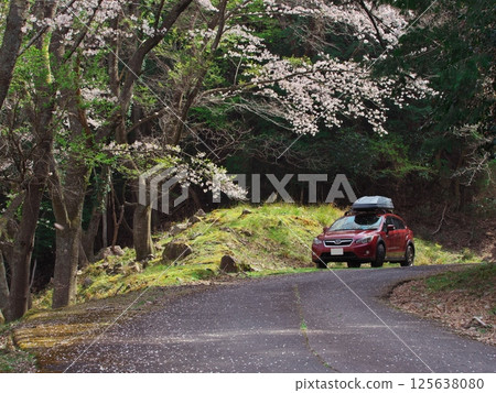 Cherry blossom forest road and Impreza XV Cherry blossom forest road and Impreza XV 125638080