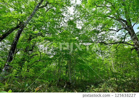 Primeval beech forest, Tashiro Marshland Promenade on the plateau, Okutone Water Source Forest, Minakami Town Primeval beech forest, Tashiro Marshland Promenade on the plateau, Okutone Water Source Forest, Minakami Town 125638227