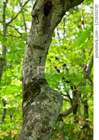 Primeval beech forest, Tashiro Marshland Promenade on the plateau, Okutone Water Source Forest, Minakami Town Primeval beech forest, Tashiro Marshland Promenade on the plateau, Okutone Water Source Forest, Minakami Town 125638230