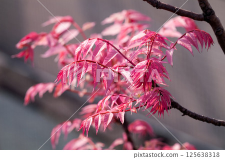 茶花 茶花 125638318