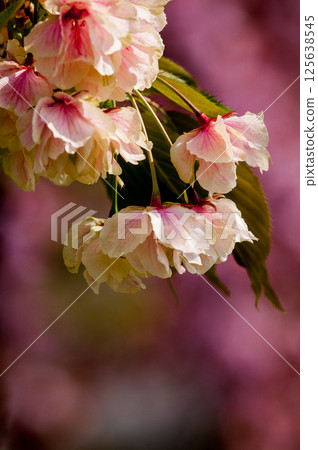 櫻花 Ukonzakura (Ukonzakura) 在信濃川 Yasuragi 堤岸盛開 125638545