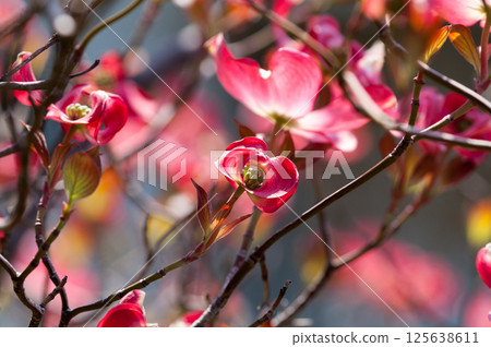 Flower tree Flower tree 125638611