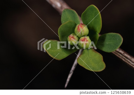 自然植物日本小蘗,用漢字寫為「meki」。據說它可以作為草藥來製作眼藥水,並具有防腐和健胃的功效。 自然植物日本小蘗,用漢字寫為「meki」。據說它可以作為草藥來製作眼藥水,並具有防腐和健胃的功效。 125638639