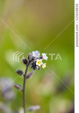 勿忘我（Myosotis discolor），其花會變色。 125638656