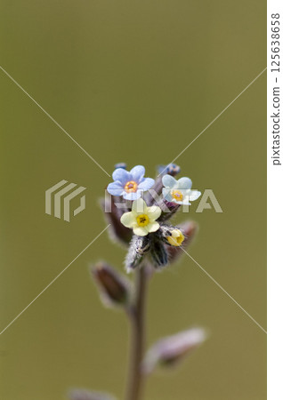 勿忘我(Myosotis discolor),其花會變色。 勿忘我(Myosotis discolor),其花會變色。 125638658